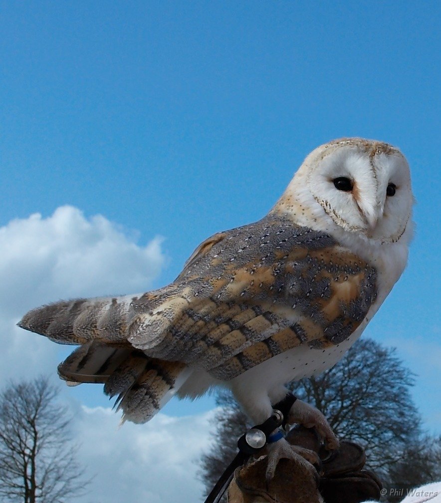 Hawk_Conservancy 089 cropped.jpg